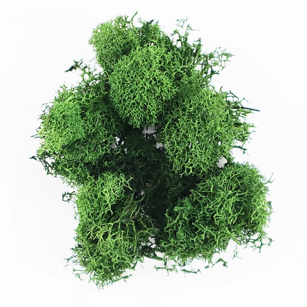 Buy 🌟 12 Pack: Scenery Plants by ArtMinds™ 😀 2 Buy 🌟 12 Pack: Scenery Plants by ArtMinds™ 😀 - Image 2